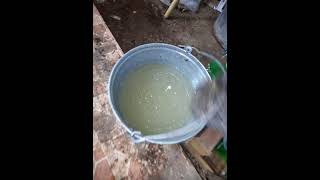 картинка: самый дешёвый способ разведения черной львинки.