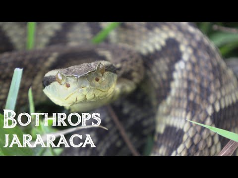 Vídeo: Microambiente Hospedeiro No Desenvolvimento Do Câncer De Mama: Contribuição Da Matriz Extracelular-célula Estromal Para O Fenótipo Neoplásico De Células Epiteliais Na Mama