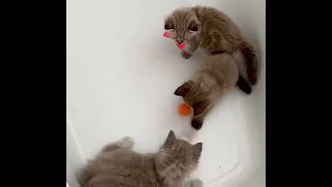 Video 1087991: pet breeds, kitten pets, kittens amazing, kitten adoption