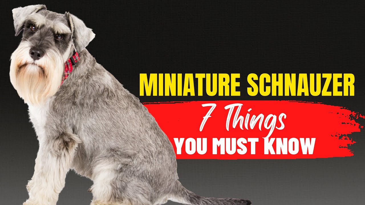 Miniature Schnauzers 101: What You Need to Know Before Adopting
