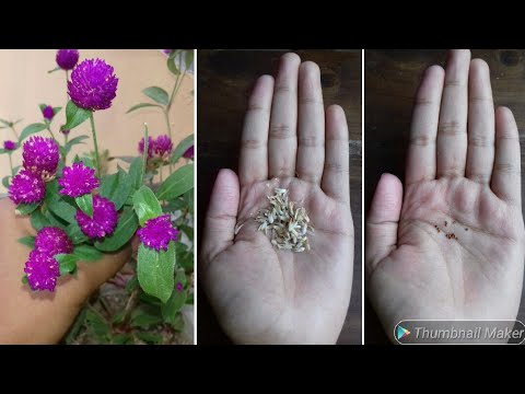 how to harvest gomphrena seeds 2