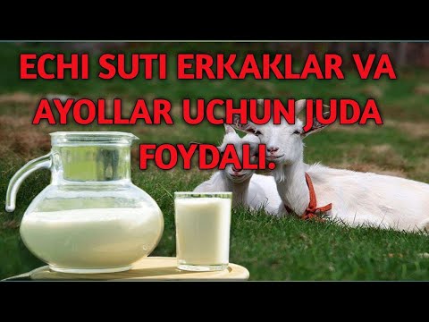Video: Nima Uchun Echki Suti Juda Yog'li?