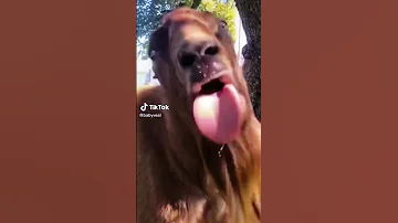 Bla Bla Bla 