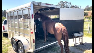 Teaching a Horse To Back Out Of The Trailer and Go Through Puddles  Siena  Gaited Horse Training