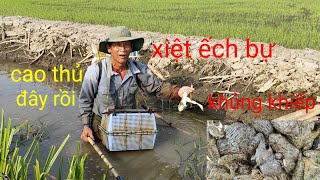 cao thủ xiệt ếch đồng, gặp toàn ếch bự to khủng khiếp, đồng xạ lúa 🌾