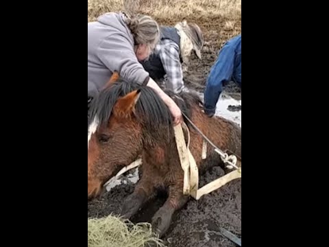 Thank you heroes. They saved the horse from the mud pit.