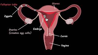 Female reproductive system | Reproduction | Biology class 10 | Khan Academy screenshot 4