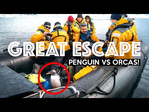 PENGUIN ESCAPES KILLER WHALES (By Jumping Onto Boat!) | Antarctica