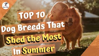 Top 10 Dog Breeds that Shed the Most in Summer by luver dog 59 views 3 years ago 4 minutes, 22 seconds