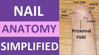 Nail Anatomy and Physiology Structure: Lunula, Eponychium, Hyponychium, Free Edge, Cuticle screenshot 5