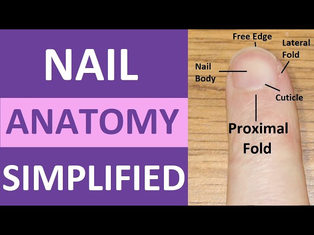 Nails - Structure, Anatomy, Functions