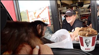 Monkey Visits KFC Drive Thru! #FridayFun