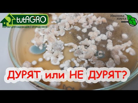 Дурят или не дурят? Что вижу, то и пою! Проверяем силу препаратов для растений. Боверия в фокусе.