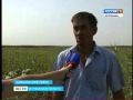 В Камызякском районе созрели астраханские, прудовые арбузы