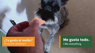 How to say 'I like' in Spanish (with Cookie the Schnauzer)  #schnauzer #learnspanish  #cutedogs