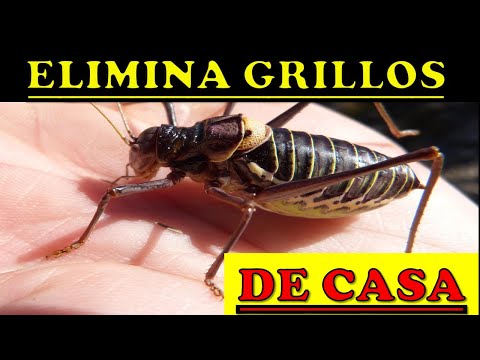 Video: Cómo Deshacerse De Los Grillos En Un Apartamento O Casa Desde Donde Pueden Aparecer En Tu Hogar