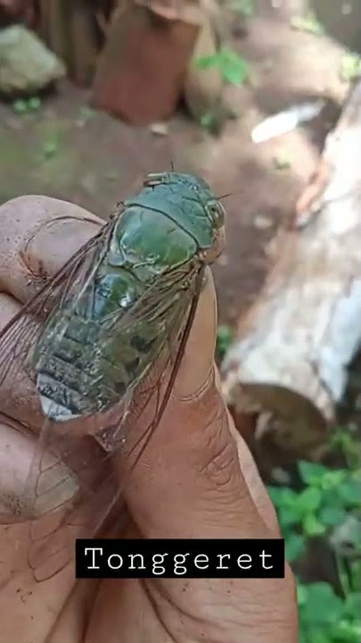 cara menangkap tonggeret suara nyaring Di kebun #shorts