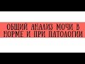Общий анализ мочи в норме и при патологии - meduniver.com