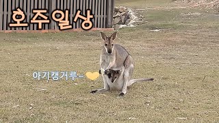 아기동물)집으로 놀러온 아기캥거루 cute animal with kids/joy baby kangaroo/야생/호주브이로그/호주이민/랜선라이프/해외/숲속집/동물농장