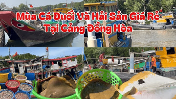 Cảng Đồng Hòa trúng toàn cá đuối và hải sản giá rẻ như cho tại Cần Giờ