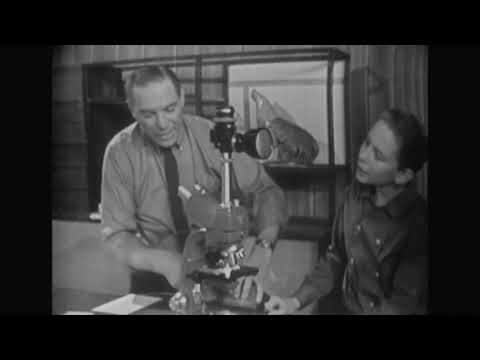 Marks On Paper-1962-Watch Mr.Wizard