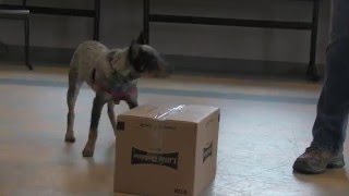 Clicker Training & Free-shaping -  An Asheville Humane Society Training Video by AshevilleHumane 1,869 views 7 years ago 6 minutes, 13 seconds