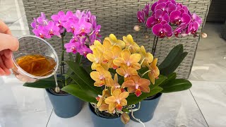 Pour Once! Flowerless orchids will suddenly bloom non-stop