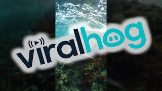Sea Turtle Battles Surge for Bite of Seaweed || ViralHog