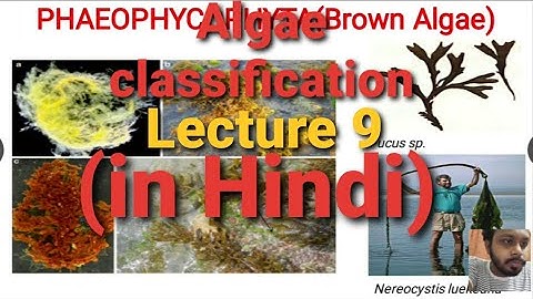 Algae Lecture 9 : ( classification of Algae) | in Hindi |