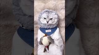 Asmrjitui Spa Chewing Sound Mage Hair Combing