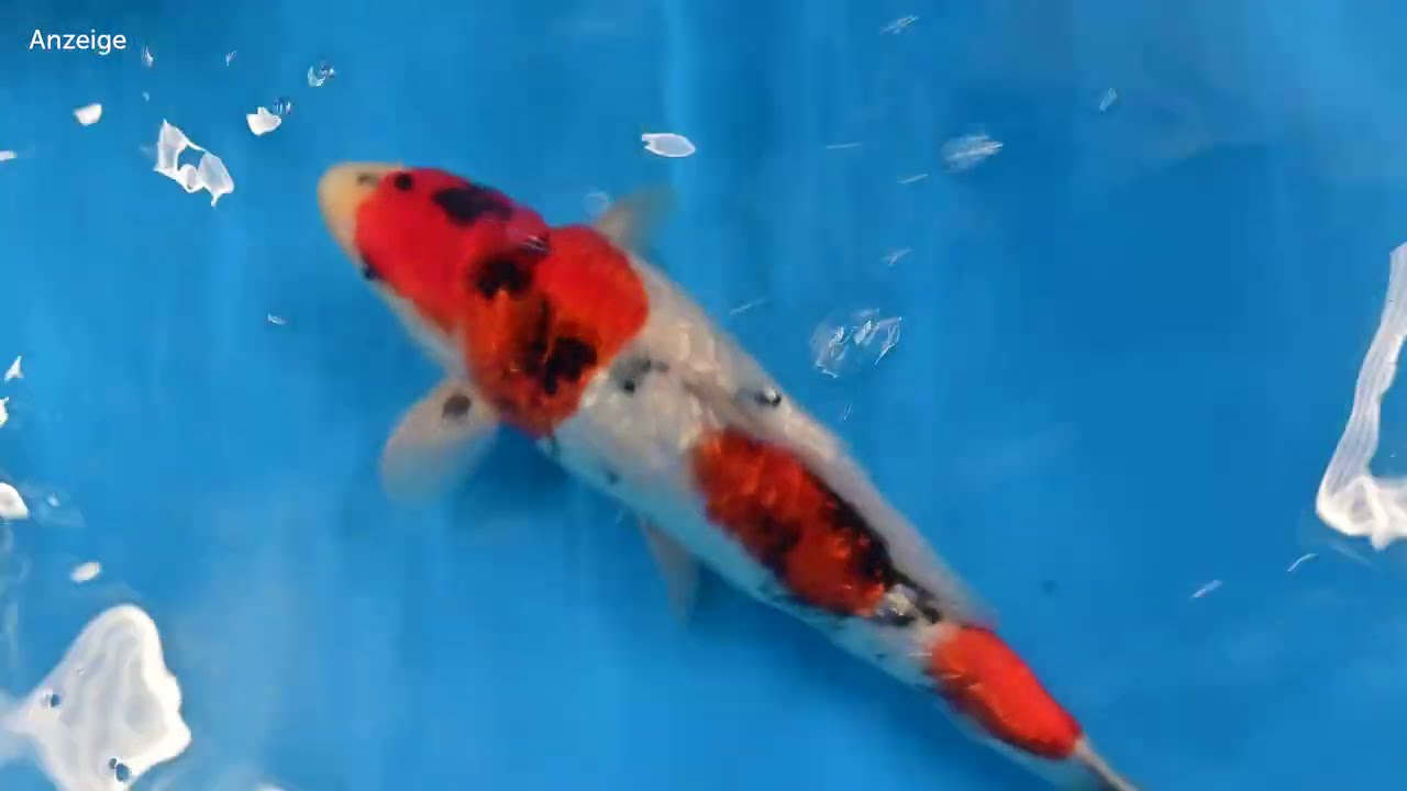Modern Koi Home Entertainment - Folge 109