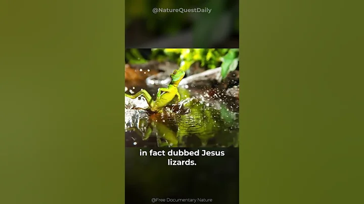 The Jesus Lizard | Nature Quest Daily | #shorts