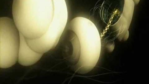 Ghost in the shell Music Video