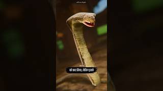 A Snake Destroyed Itself In Anger
