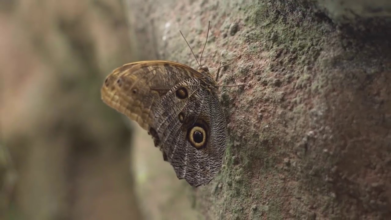 Papilonia The Butterfly House in the Center of Prague YouTube