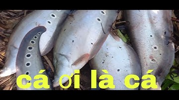 Câu cá thác lác tự nhiên#tuansongray#cauca#caudai#lure