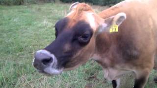 Lip Smacking Cow