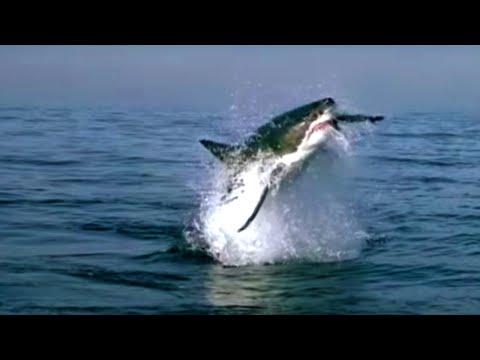Watch This! | NEW! BBC Earth Coming Soon to YouTube