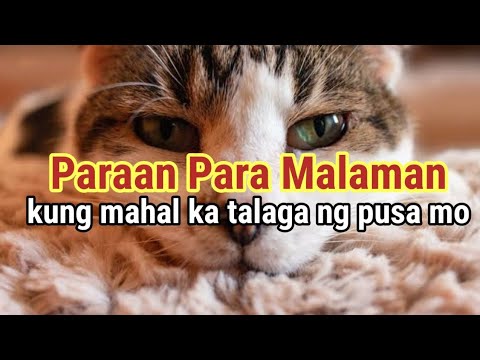 May EMOTIONAL ATTACHMENT Ba Sayo ang Pusa Mo? Science Based facts Tungkol sa mga Pusa