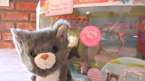 Video 911761: himalayan cat kittens, kitten american, american girl