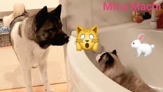 Cat jumping on the akita dog. American akita and Ragdoll cat Episode 26_Mica Machi