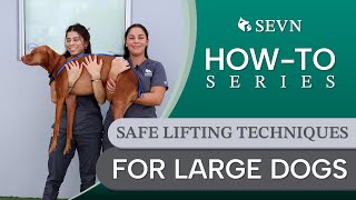 How to Safely Lift Large Dogs: Tips, Techniques & Tools