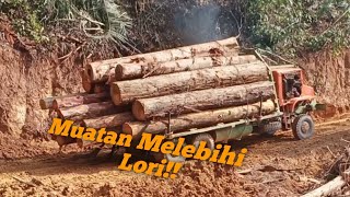 lori balak‼️proses muatan kayu balak mengerikan,lorinya sampai⁉️