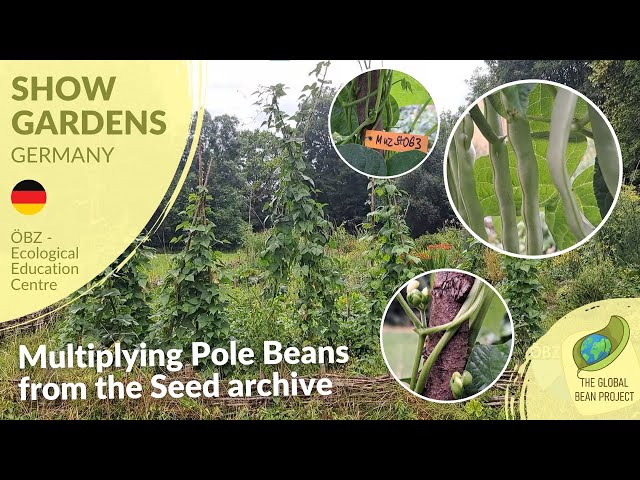 Multiplying Pole Beans From the Seed Archive (Summer 2023) -  ÖBZ DE #9 | Global Bean Show Gardens