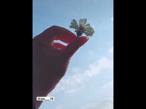 حالات واتس وهديتى وردة فرجتها لصحابى فيروز 