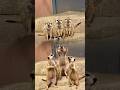 Why do meerkats act like tiny comedians ? - Quick Animals facts