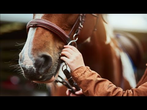 AS 10 PRINCIPAIS RAÇAS DE CAVALOS CRIADOS NO BRASIL
