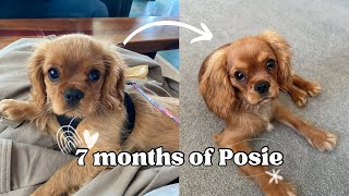 7 months of Posie  Cavalier King Charles Spaniel Puppy Dog