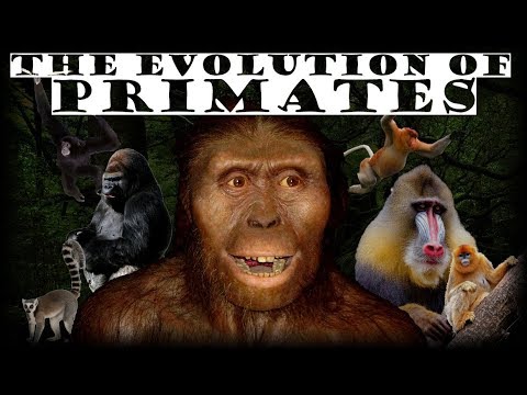 The Evolution of Primates 🦍