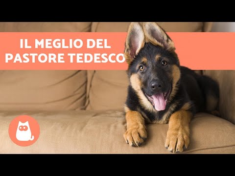 Video: Le 20 principali razze di cani indiani: prezzo d'acquisto e assistenza